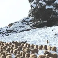 Le festival international du pastoralisme et grands espaces tient sa vingtième édition à Grenoble, au coeur des Alpes.