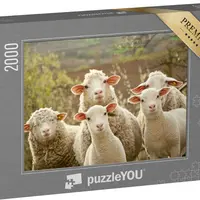 Puzzle moutons curieux PuzzleYou