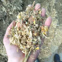 Ensilage de maïs épi