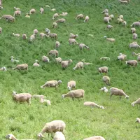 Brebis lacaunes au pâturage