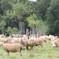 Cactus est une solution de protection des arbres en situation de pâturage d'ovins, caprins, bovins, équins et contre la faune sauvage.