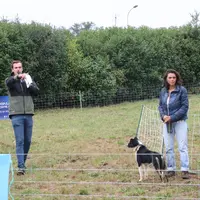 Vente aux enchères de chiens de conduite Border Collie.