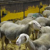 Bélier au milieu des brebis