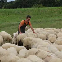 Eleveur qui surveille son troupeau de brebis laitières