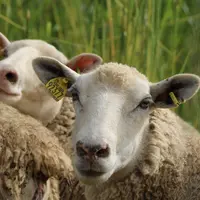 Mouton