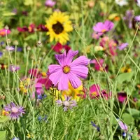 Prairie en fleurs