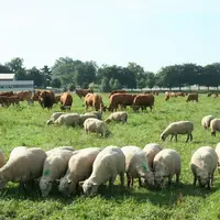 Brebis au pâturage avec des vaches allaitantes