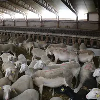 Brebis laitières en bergerie