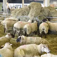 Dans le hall ovin du salon agrimax, des brebis mangent du fourrage disposé en tas.