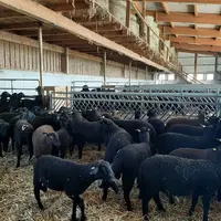 Brebis Brun noir du Jura dans une bergerie en Autriche