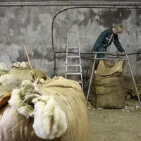 Elevage ovin. Remplissage d'un curon de laine lors après la tonte de moutons de race Ile de France à la bergerie du lycée