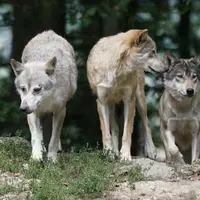 Trois loups