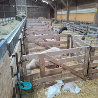 Cases d'agnelage