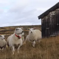 Des brebis sont au pâturage à la montagne