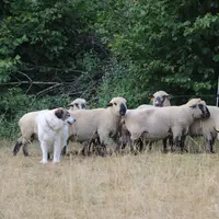 Un chien de protection garde des brebis au pâturage.