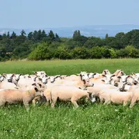 Un troupeau d'ovins pâture.