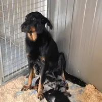 <em class="placeholder">Une chienne et ses chiots.</em>