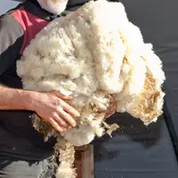 Un homme tient un tas de laine dans ses bras.