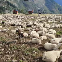 Des ovins au pâturage dans les Pyrénées catalanes.