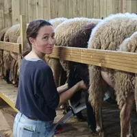 Marjolaine trait des brebis.