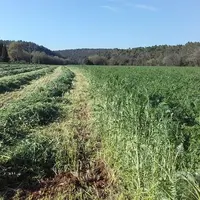 <em class="placeholder">Une prairie fauchée et l'autre pâturée.</em>