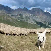 Un patou garde un troupeau de brebis en estive dans les Hautes-Alpes.