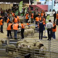 Le ring où se déroulent les Ovinpiades 2026