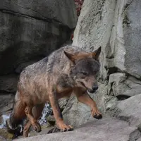 Un loup dans un environnement rocheux