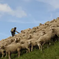 Un berger surveille un troupeau de brebis en estive.