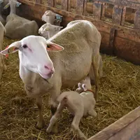 Une brebis lacaune allaite son agneau.