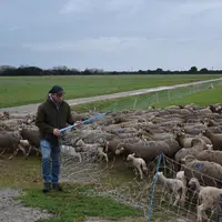 L'éleveur rentre les brebis pour la nuit