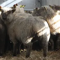 Des moutons sont transportés dans un camion.