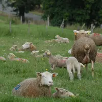 Des brebis au pâturage avec leurs agneaux.