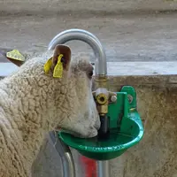 Une brebis buvant de l'eau dans un abreuvoir à pipette.