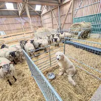 Un chiot de protection dans une case refuge dans une bergerie avec ovins.