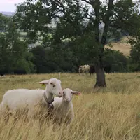 Ovins et bovins pâturent simultanément sur la même prairie.