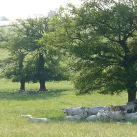 Vaches et brebis au pâturage.