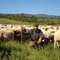 <em class="placeholder">Kévin Dos Santos parmi ses brebis au pâturage.</em>