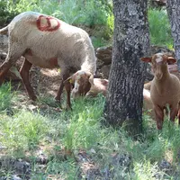 Brebis et agneau pâturant un sous-bois.