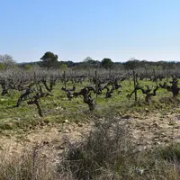 Vignes dans le Gard