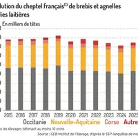 Évolution du cheptel français de brebis et agnelles saillies laitières