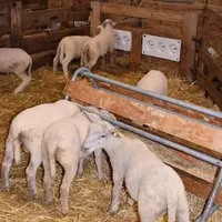 Des agneaux en case d'allaitement à la louve