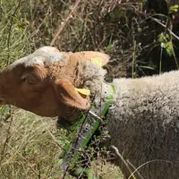 Brebis équipée d'un collier GPS en Drôme.