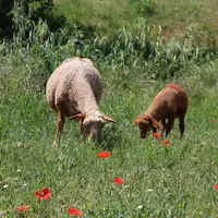 Moutons dans un champ avec des coquelicots.