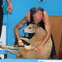 Un tondeur tond un mouton aux forces (ciseaux).