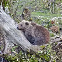Ours allongé sur un tronc