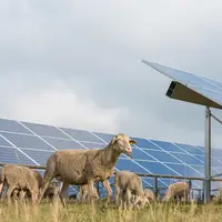 Des moutons pâturent à côté de panneaux solaires.