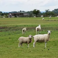 Des brebis britanniques pâturent.