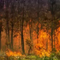 Feu dans une forêt de pins