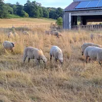 Des ovins pâturent de l'herbe sèche sur pied.